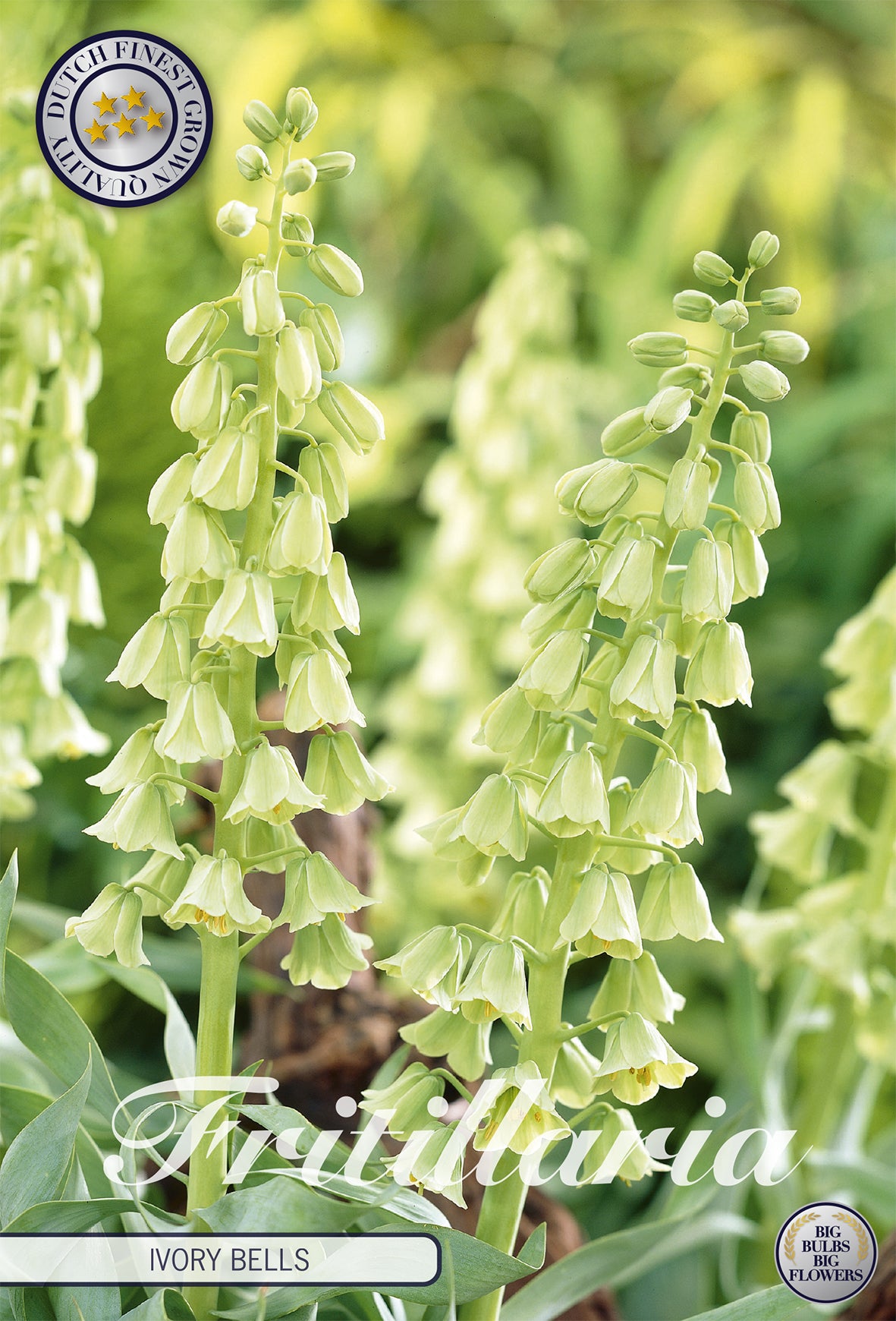Fritillaria Ivory Bells (1 Stück)