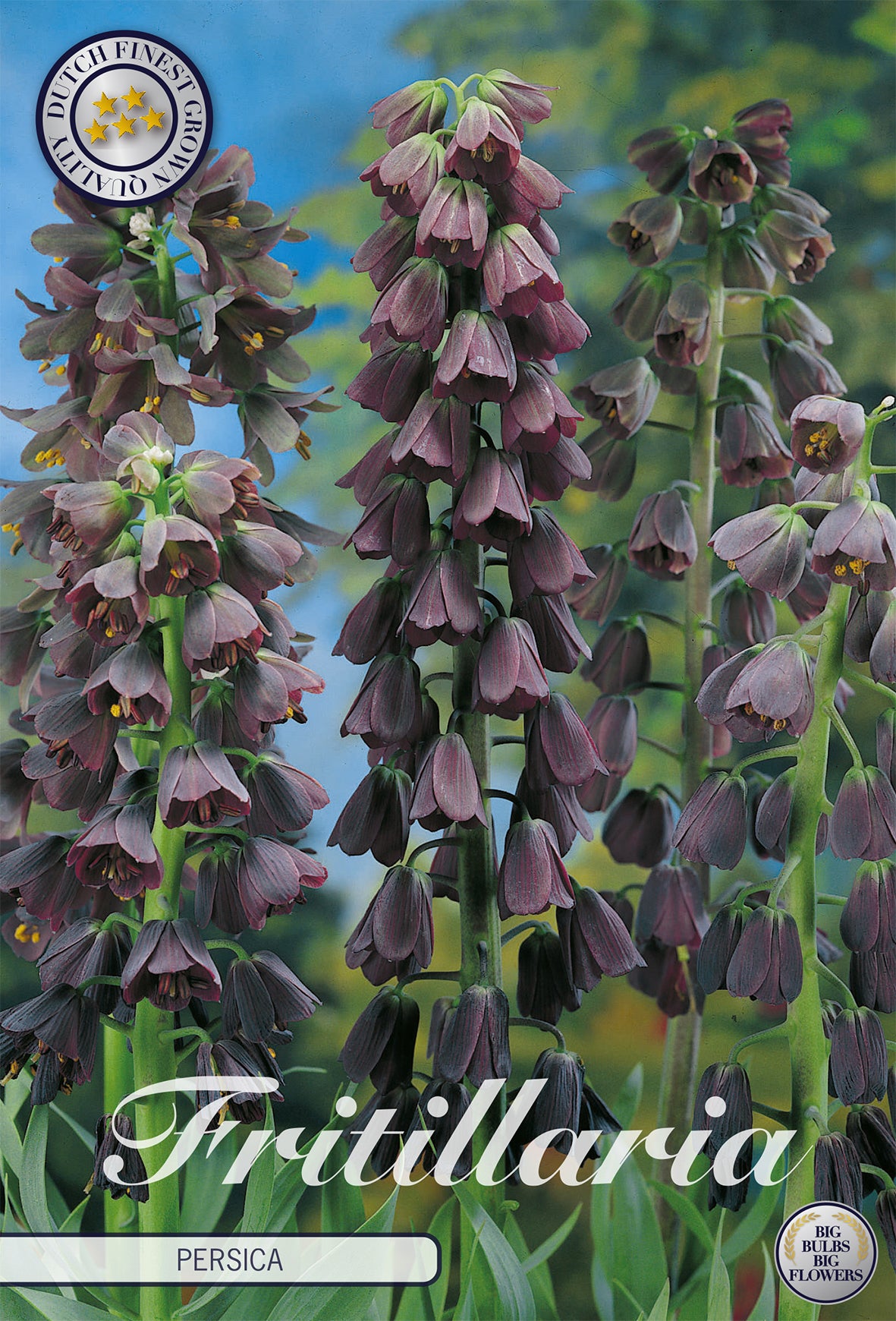 Fritillaria Persica (1 Stück)