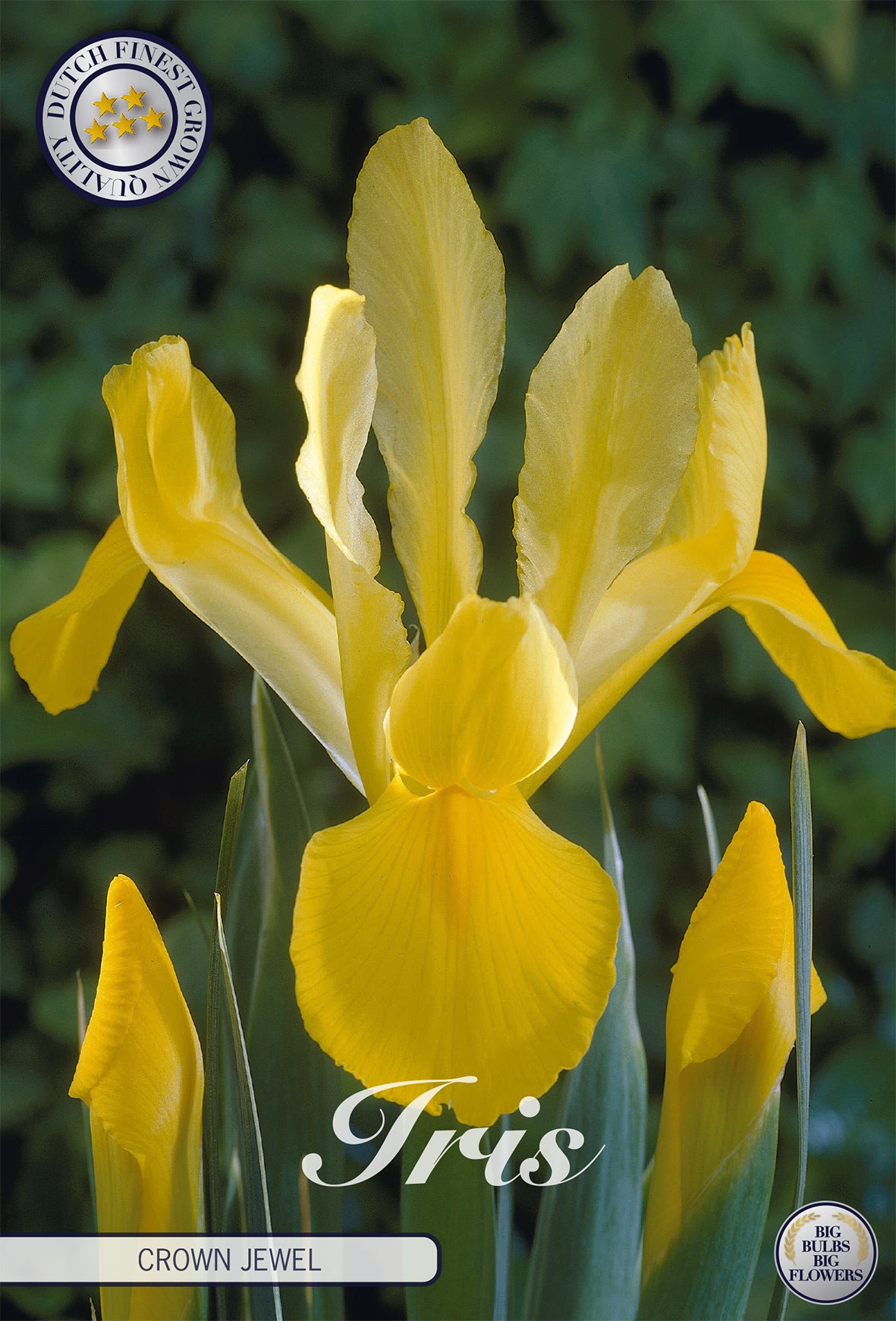 Iris Crown Jewel (15 Stück)