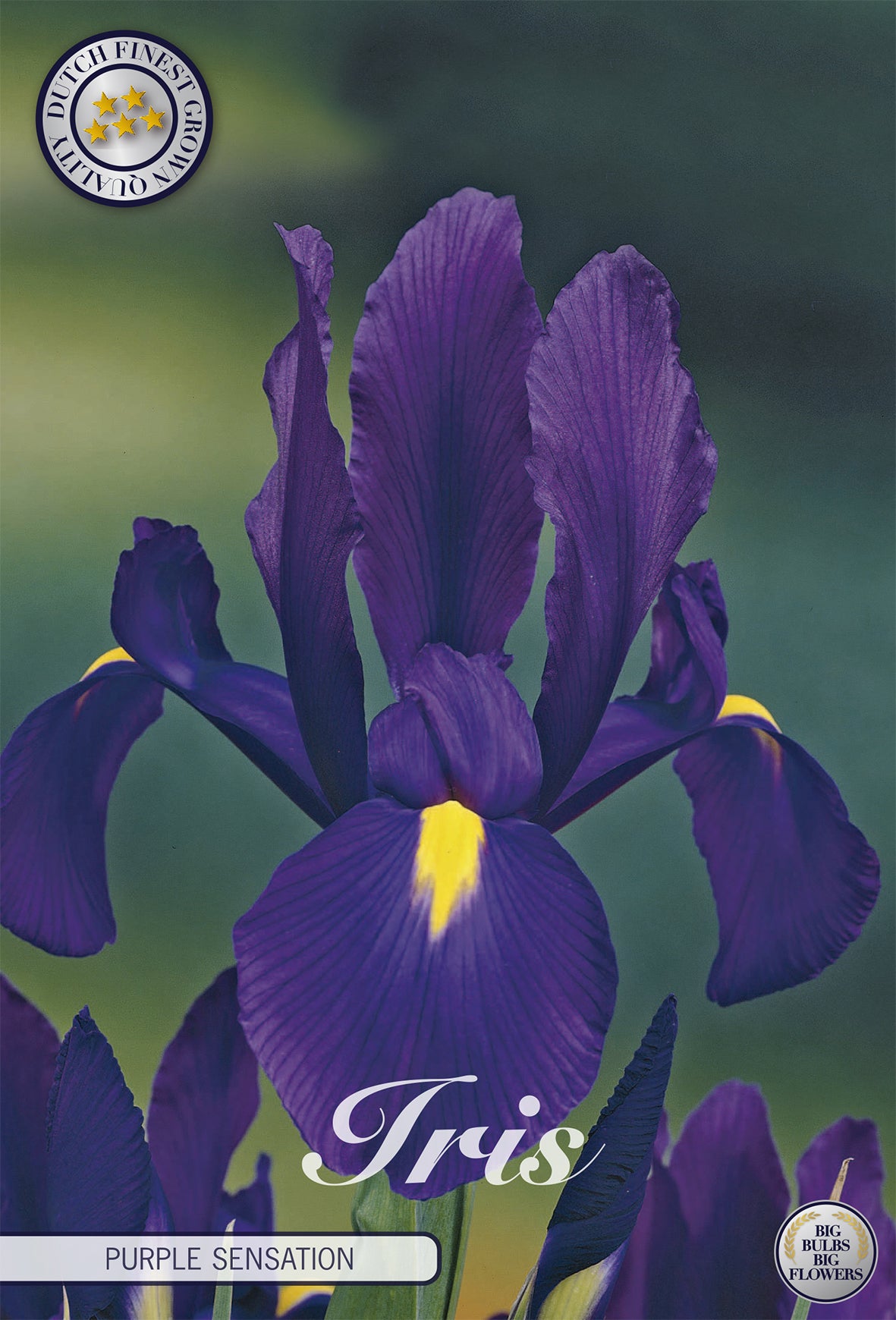 Iris Purple Sensation (15 Stück)