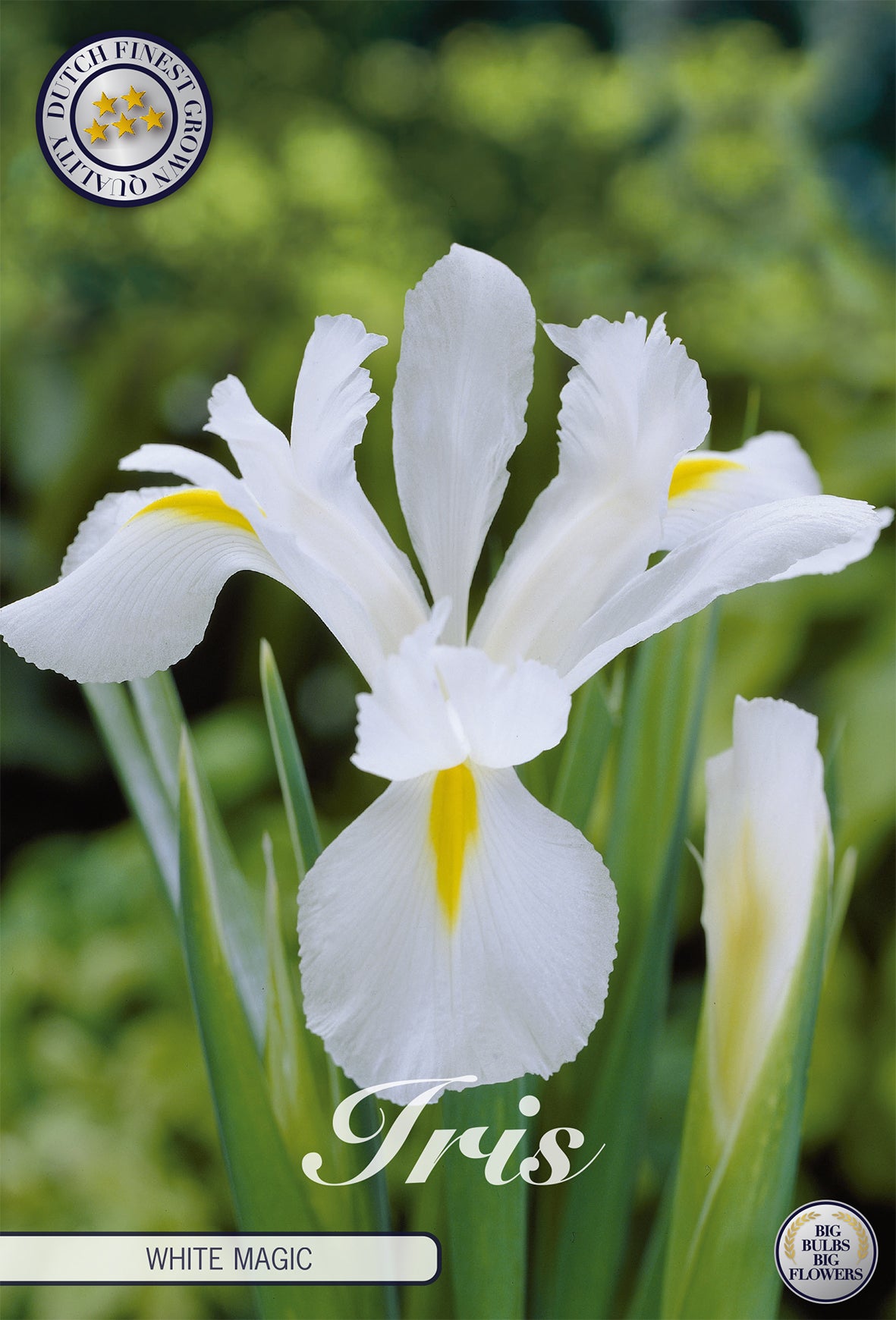 Iris White Magic (15 Stück)