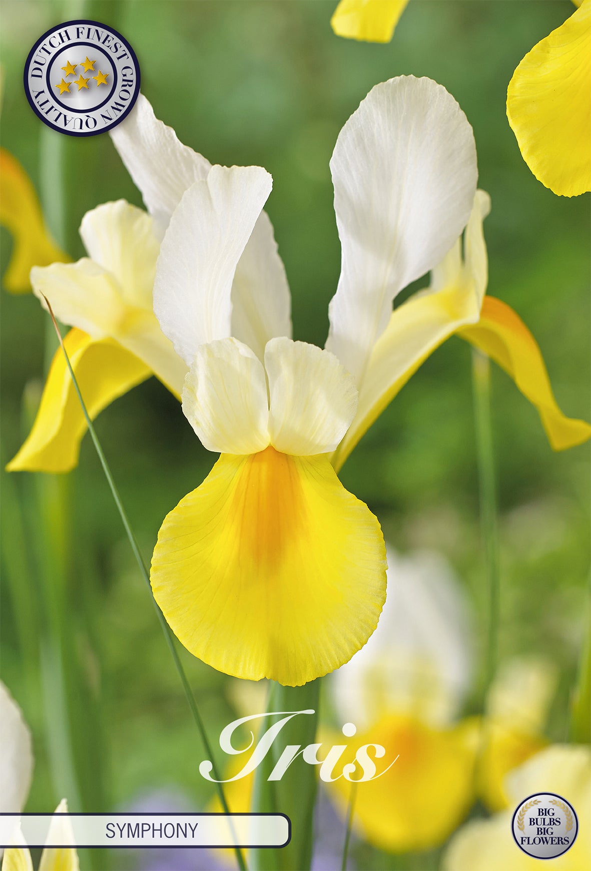 Iris Symphony (15 Stück)