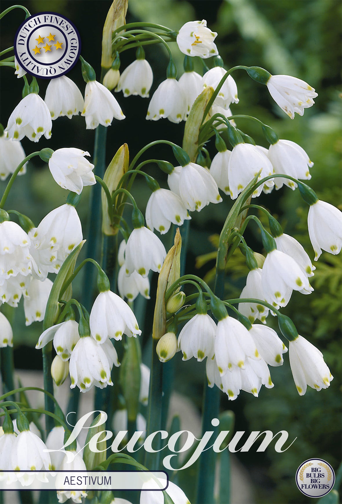 Sommer-Knotenblume (10 Stück)