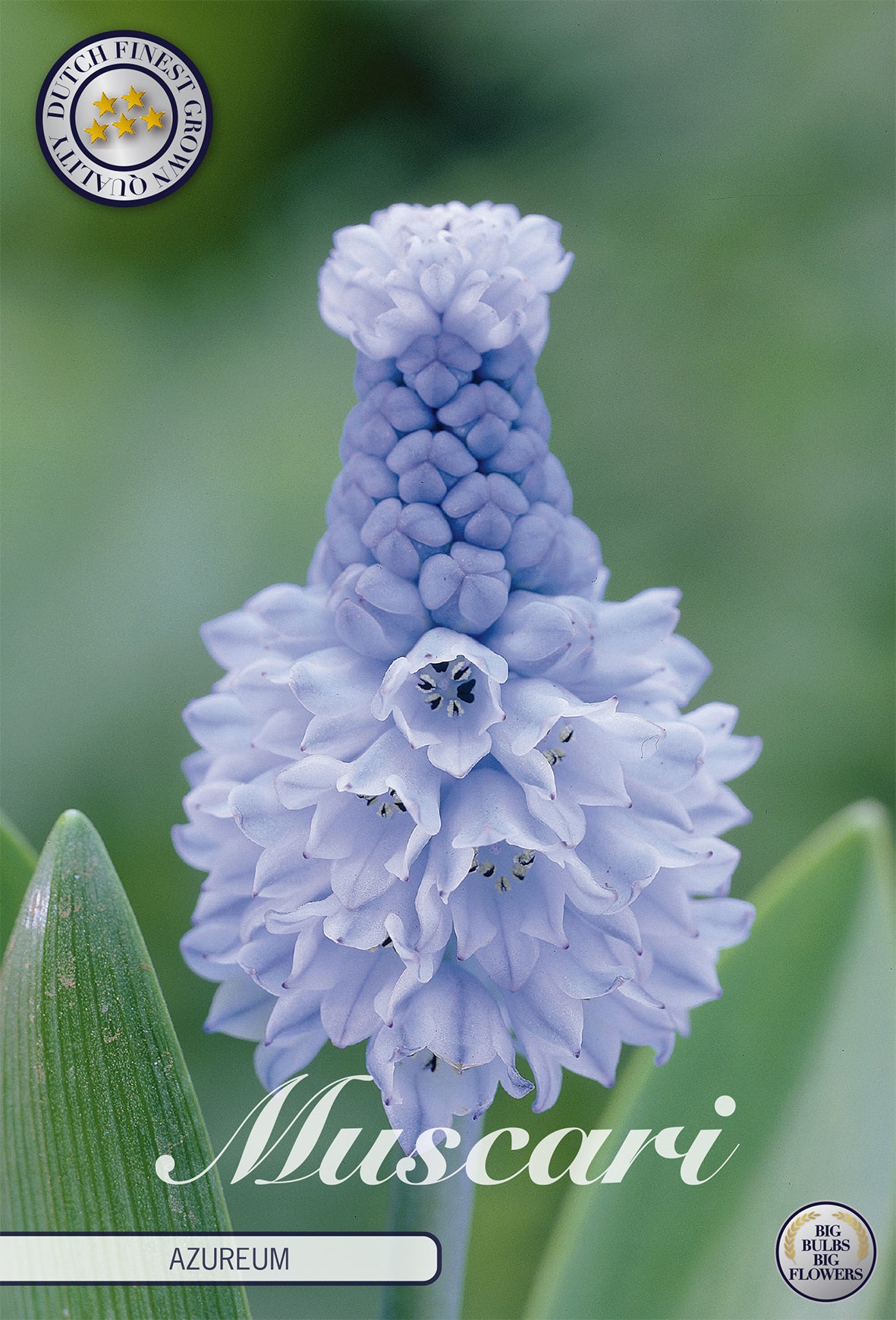 Traubenhyazinthe Azureum (15 Stück)