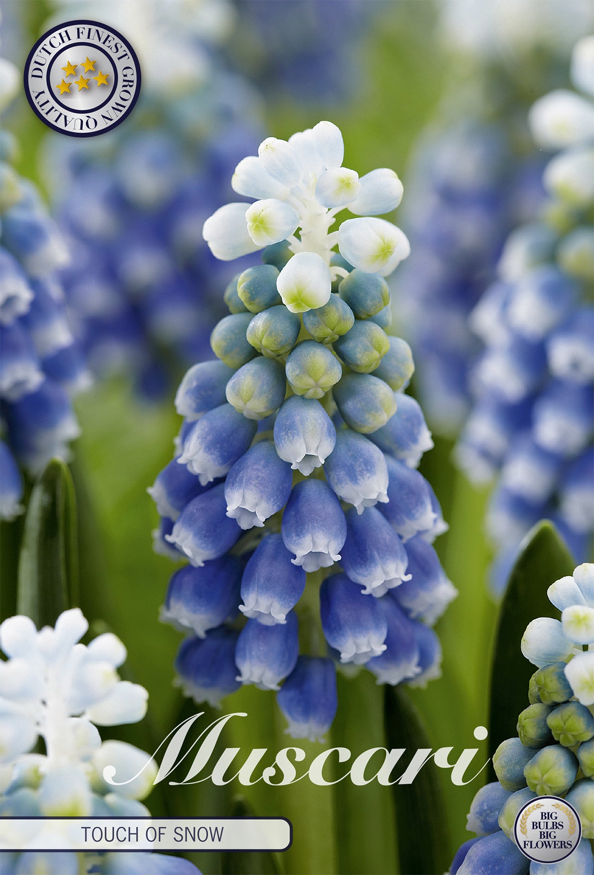 Muscari Touch Of Snow (10 Stück)
