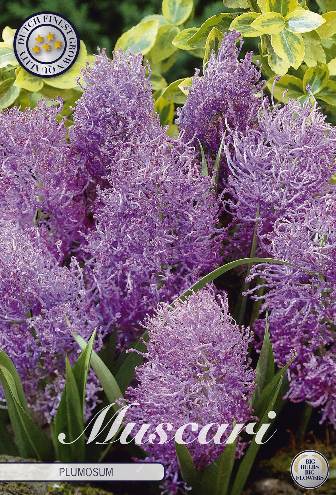Federhyazinthe (10 Stück)