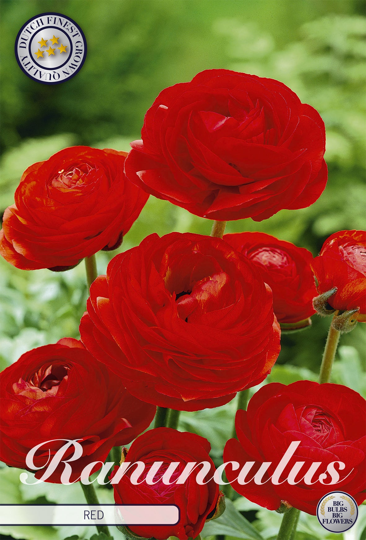 Ranunkel Red (10 Stück)
