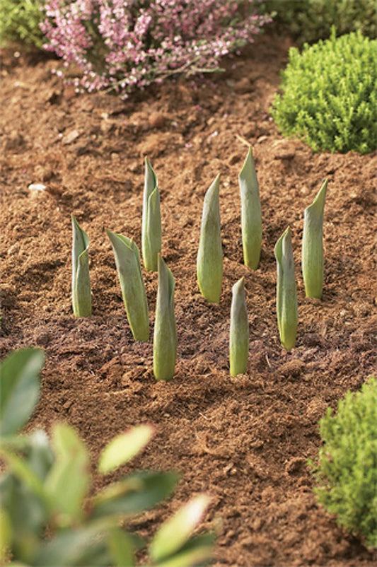 Blumenzwiebel Korb