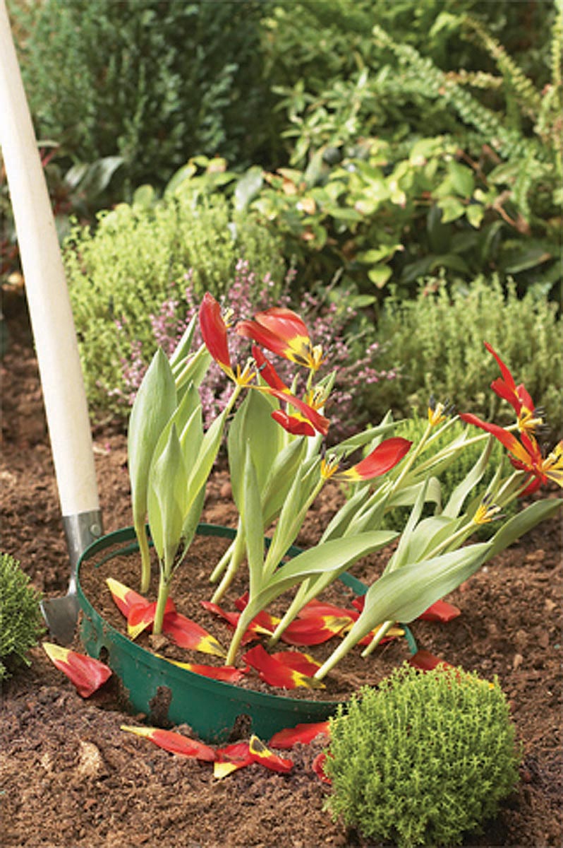 Blumenzwiebel Korb