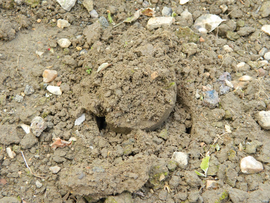 28 X 26 X 7,5 Cm Kurzstieliger Blumenzwiebel Pflanzer