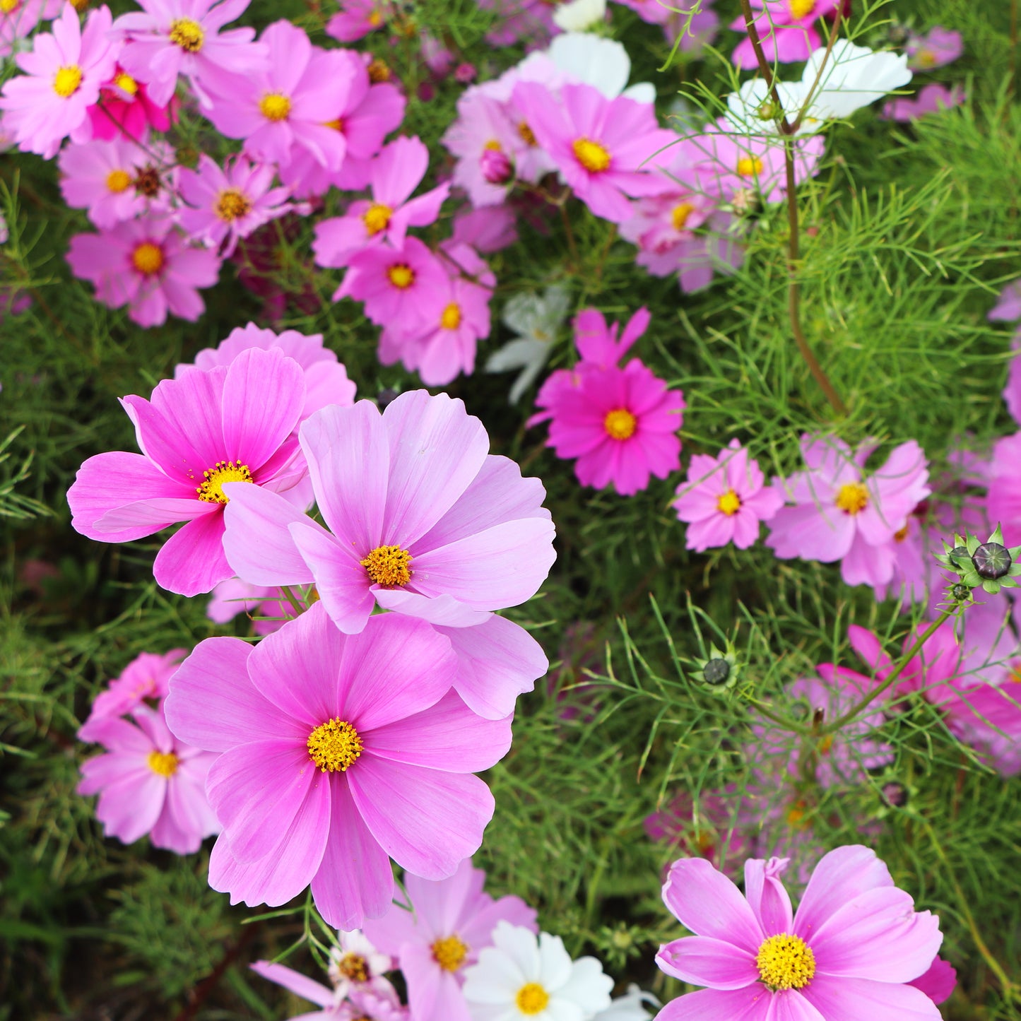 Wiesenblume Schmuckkörbchen (100 G)
