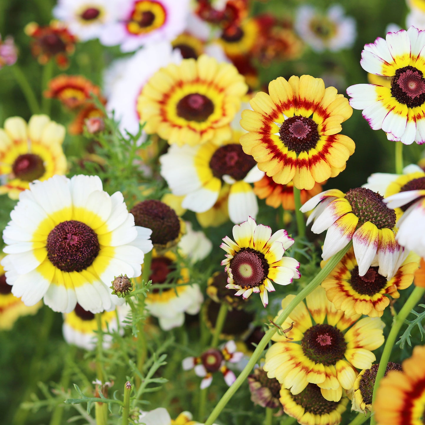 Wiesenblume Kiel-Wucherblume (50 G)