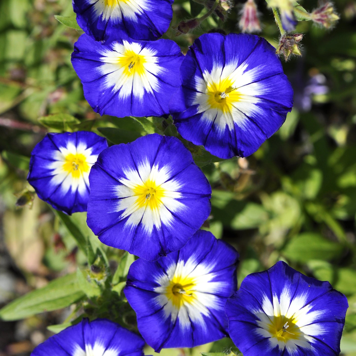 Wiesenblume Dreifarbige Winde (100 G)