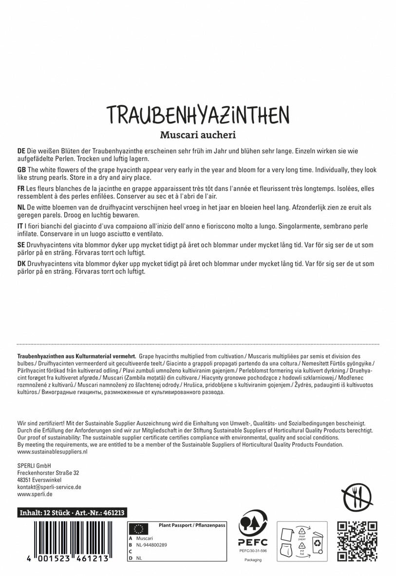 Traubenhyazinthe White Magic (12 Stück)