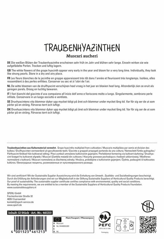 Traubenhyazinthe White Magic (12 Stück)
