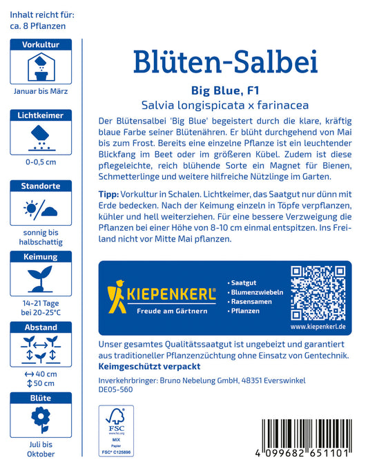 Blüten-Salbei Big Blue F1