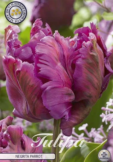 Tulpe Negrita Parrot (7 Stück)