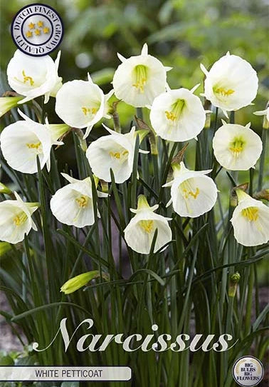 NarzisseWhite Petticoat (7 Stück)