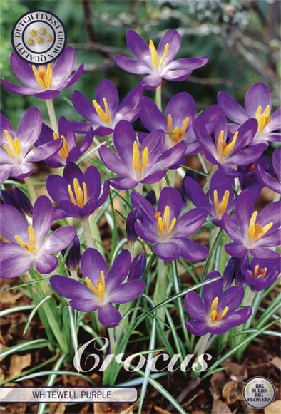 Krokus Whitewell Purple (15 Stück)