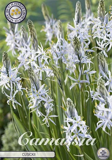 Camassia Cusickii (3 Stück)
