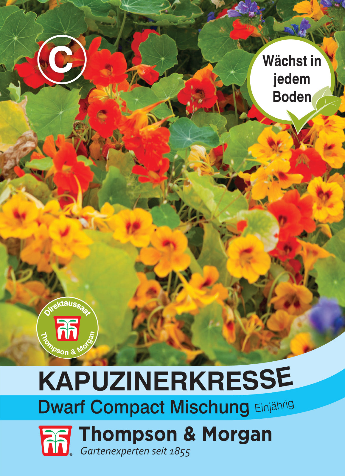  Kapuzinerkresse Dwarf Compact Mischung
