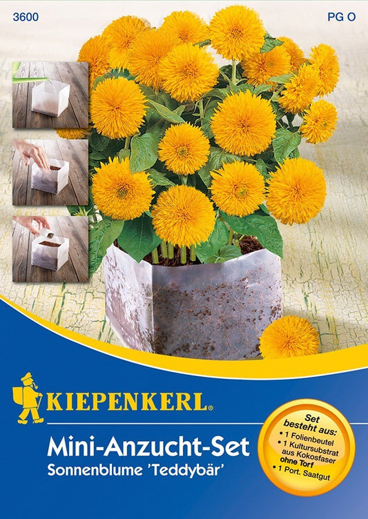  Mini - Anzuchtset Sonnenblume Teddybär