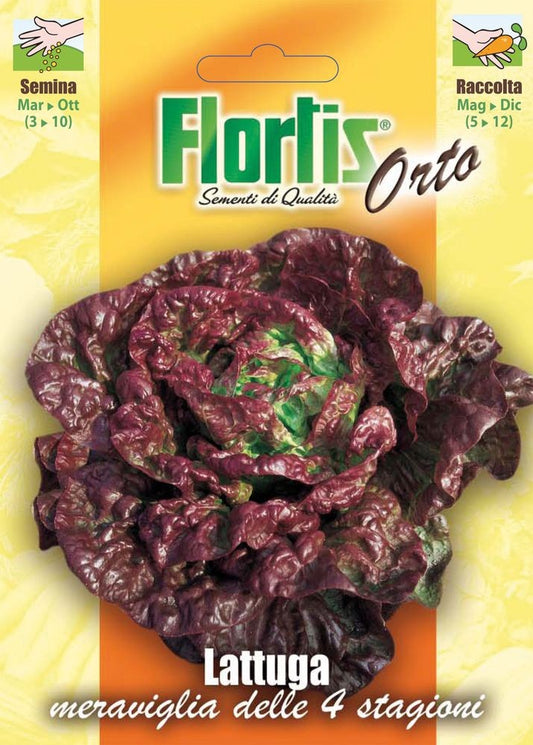  Rot Kopfsalat Meraviglia Delle 4 Stagioni