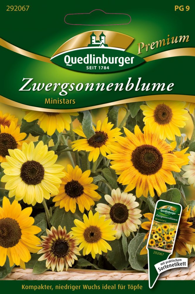  Zwergsonnenblumen Ministars