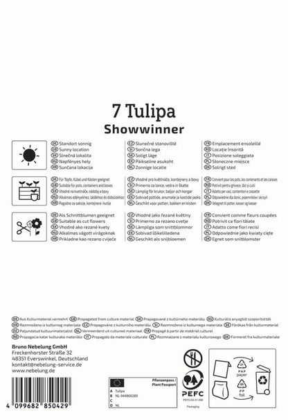  Kaufmanniana-Tulpe Showwinner (7 Stück)