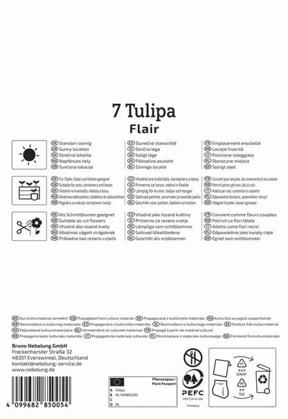  Einfache Frühe Tulpe Flair (7 Stück)