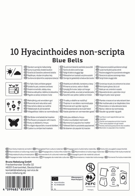  Hasenglöckchen Blue Bells (10 Stück)