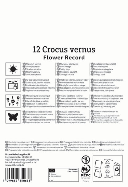  Großblumiger Krokus Flower Record (12 Stück)