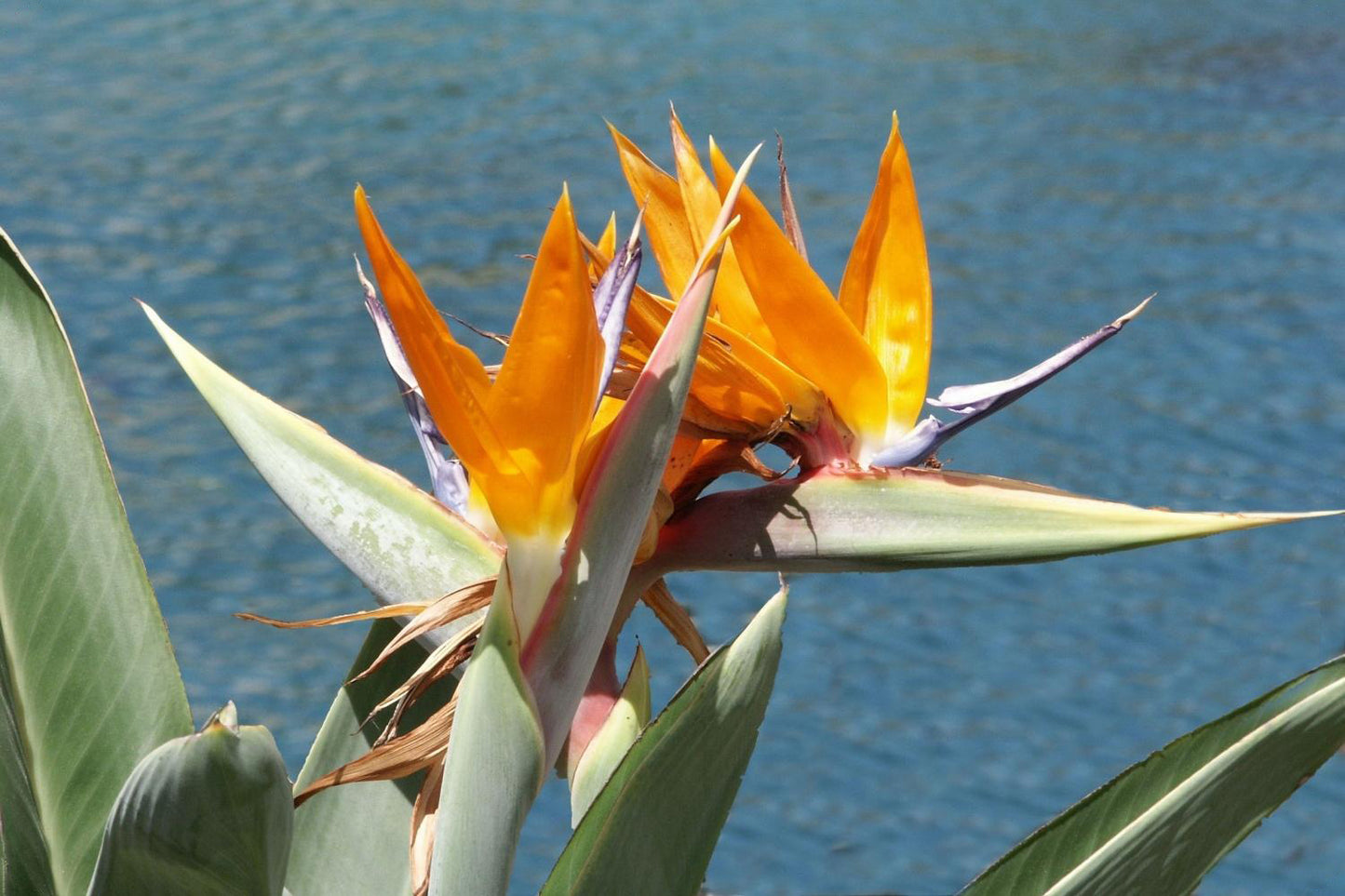  Anzuchtset Träume Der Südsee