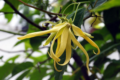  Anzuchtset Ladies Night