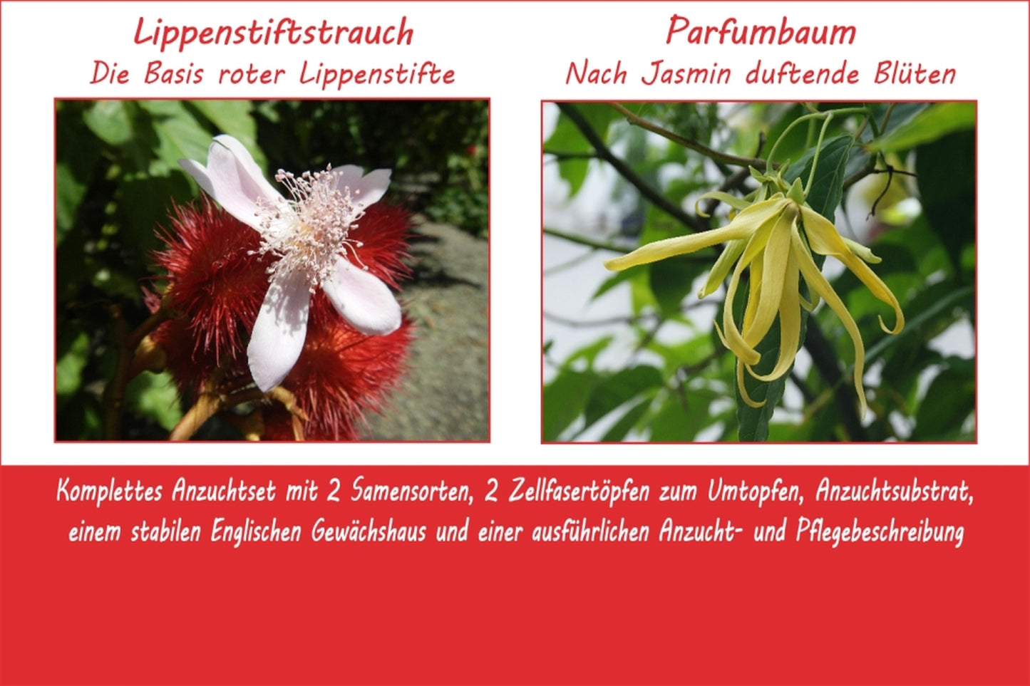  Anzuchtset Ladies Night