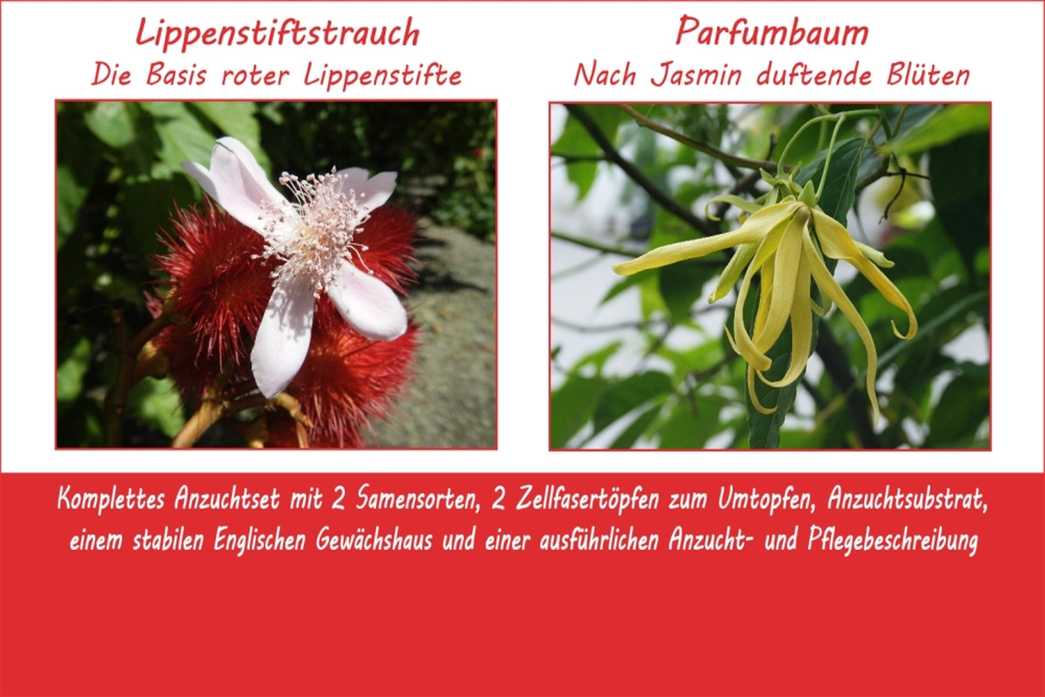  Anzuchtset Ladies Night