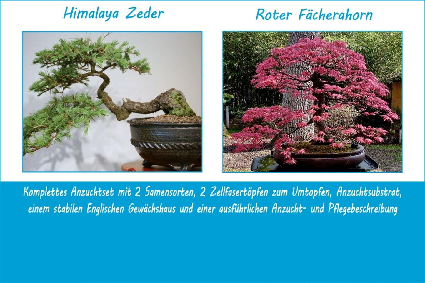  Anzuchtset-Fernöstliche Bonsai-Schätze