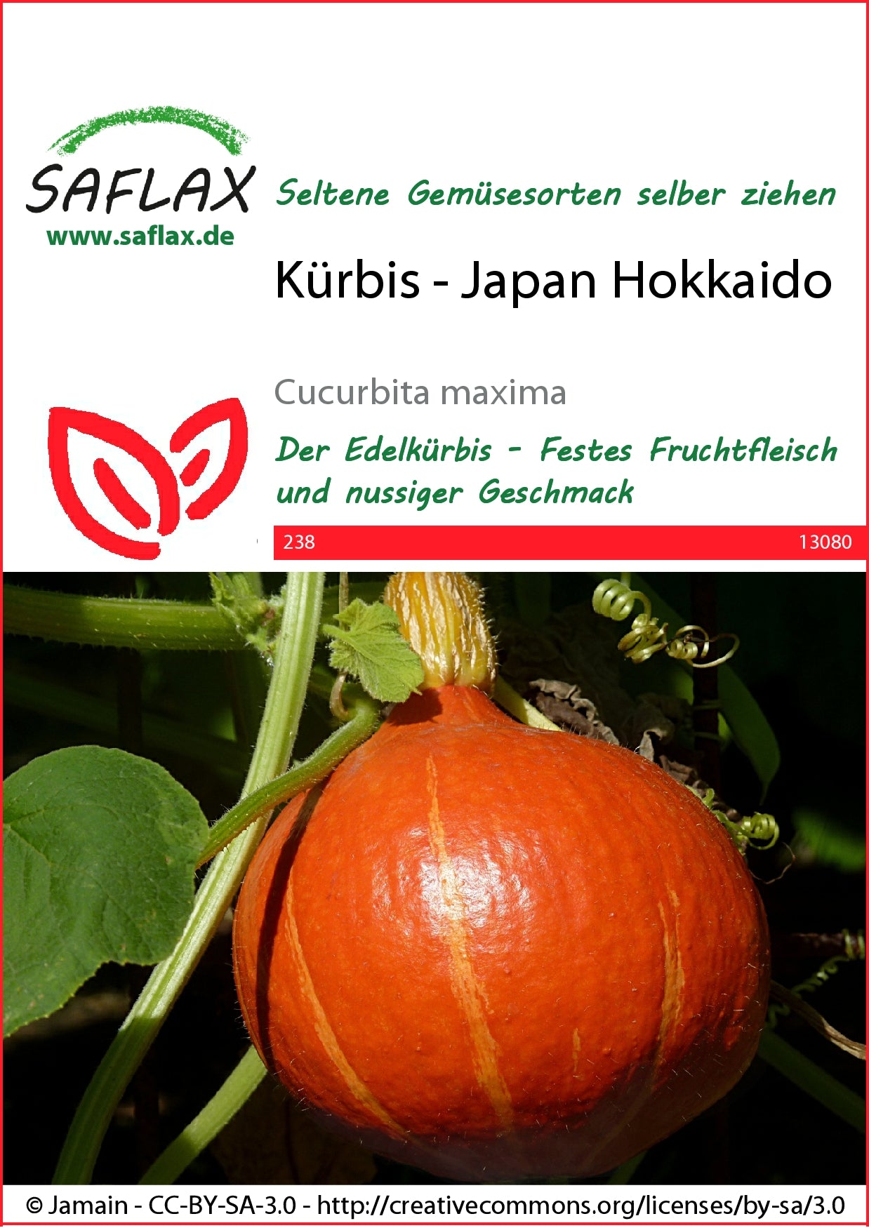  Kürbis Japan Hokkaido