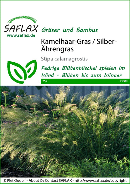  Kamelhaar-Gras / Silber-Ährengras