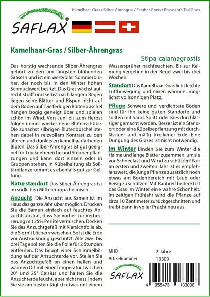  Kamelhaar-Gras / Silber-Ährengras