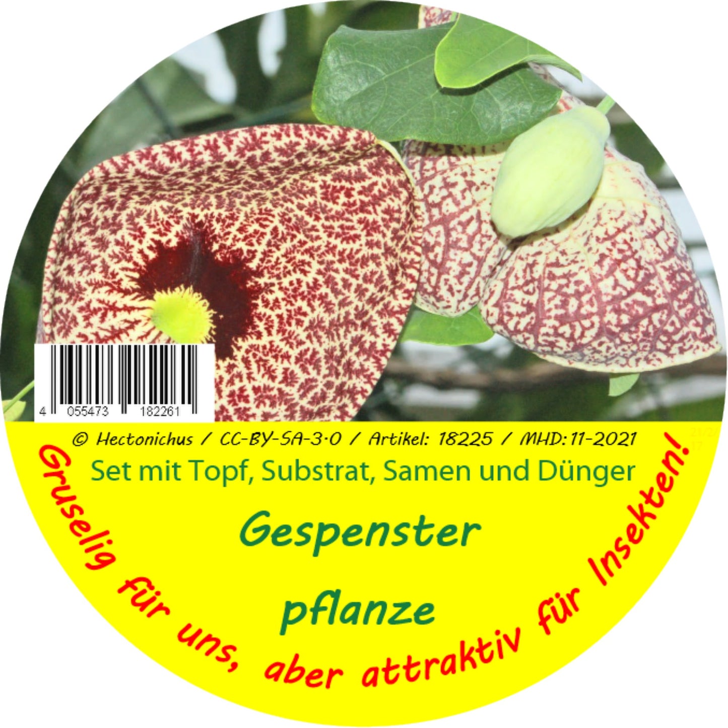  Garden To Go Gespensterpflanze