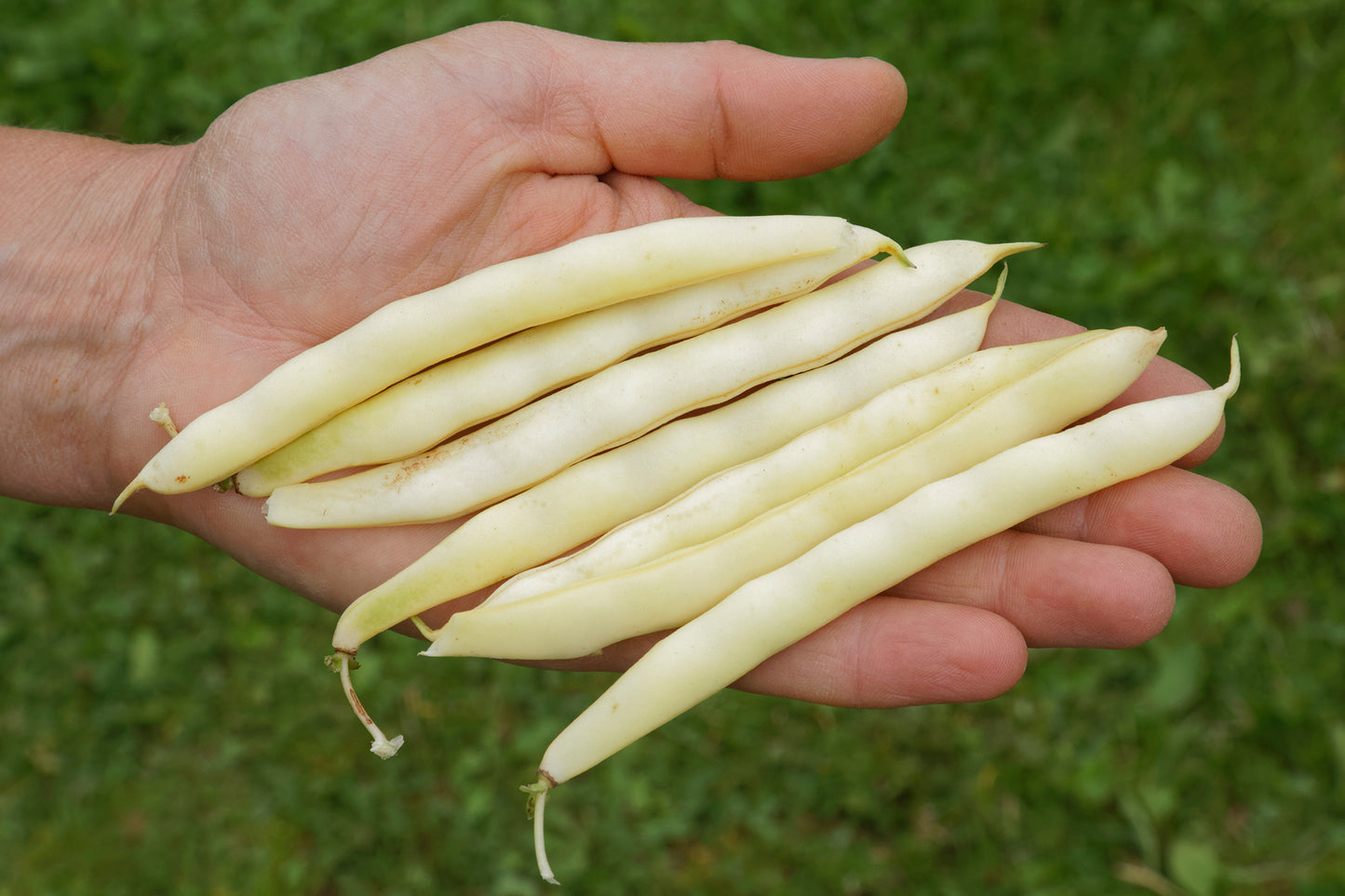  BIO Buschbohne Beckers Wachsgelb