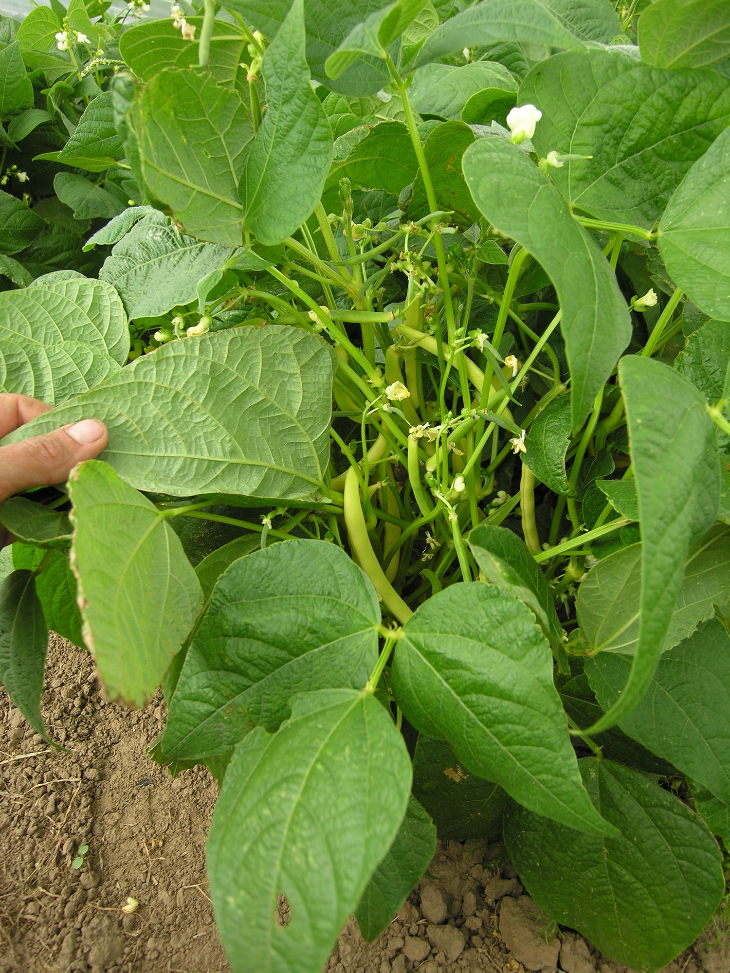  BIO Buschbohne Beckers Wachsgelb