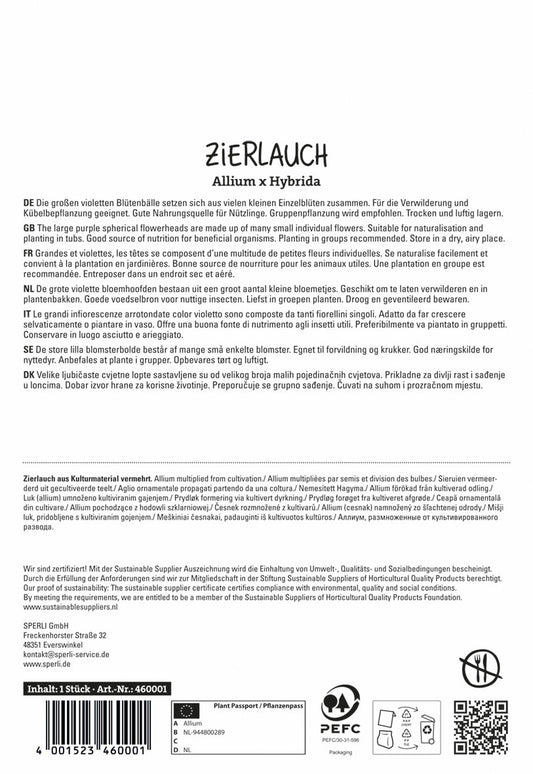  Zierlauch Dutchman (1 Stück)