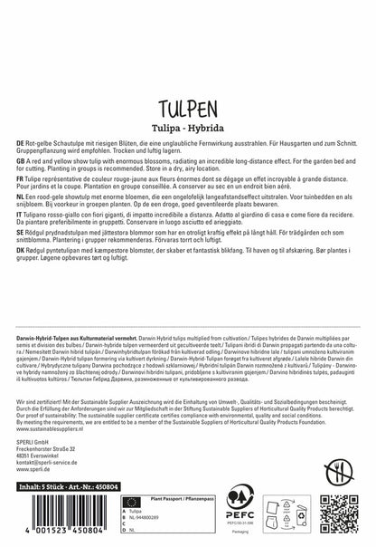  Tulpe Banja Luka (5 Stück)