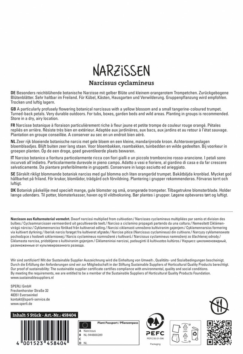  Botanische Narzisse Jetfire (5 Stück)