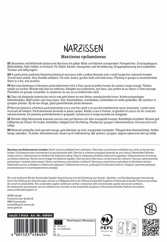  Botanische Narzisse Jetfire (5 Stück)