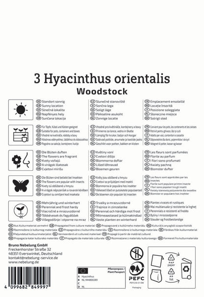  Hyazinthe Woodstock (3 Stück)