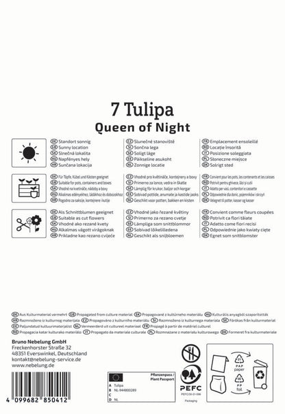  Einfache Späte Tulpe Queen Of Night (7 Stück)