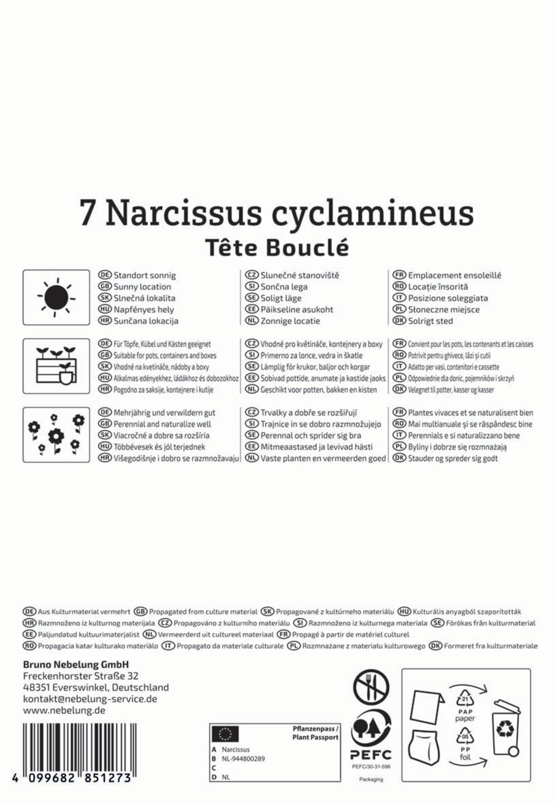  Gefüllte Narzisse Tête Bouclé (7 Stück)